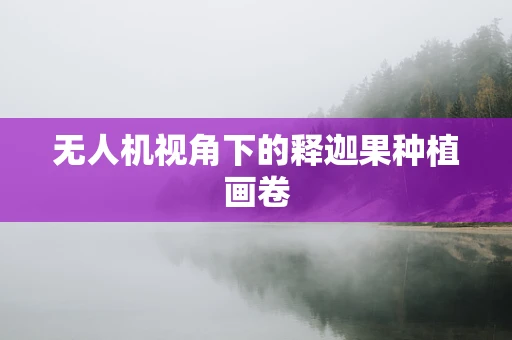 无人机视角下的释迦果种植画卷